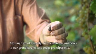 Basilicus -- Édes Semmittevés English Subtitle