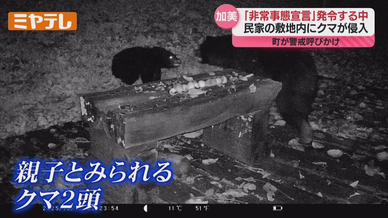【くまいずみ】〜4月・5月分お取り置き②〜 動画あり】クマ2頭が民家敷地に…家の人が設置したカメラにクルミ食べる