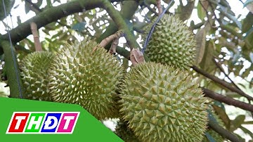51 vườn trồng sầu riêng được xuất sang Trung Quốc | THDT