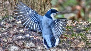 Dance Of The Nuthatch !