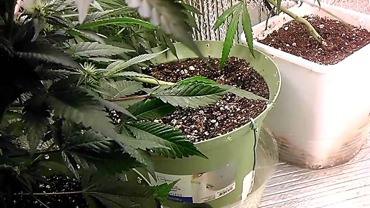 How to grow cannabis grow lights , hps vs cfl YouTube