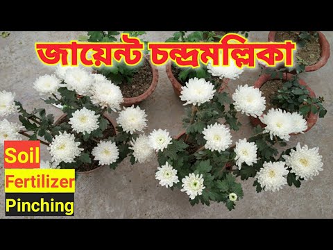 ভিডিও: পতনের বাগান করার টিপস: কীভাবে আপনার বাগানকে শরতের জন্য প্রস্তুত করবেন