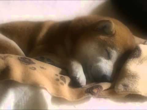 小さな夢（五つの赤い風船） 多重録音 adlı videoyu YouTube'da izle