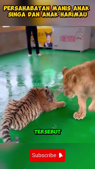 Persahabatan Manis Anak Singa dan Anak Harimau