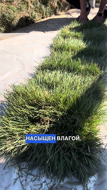 ПРИВЕЗЛИ СУХОЙ ГАЗОН, что делать? #газон #рулонныйгазон #ландшафт # ...