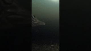 Ловля щуки на живца. Подводное видео #щуканажерлицы #подводноевидео #атакащуки
