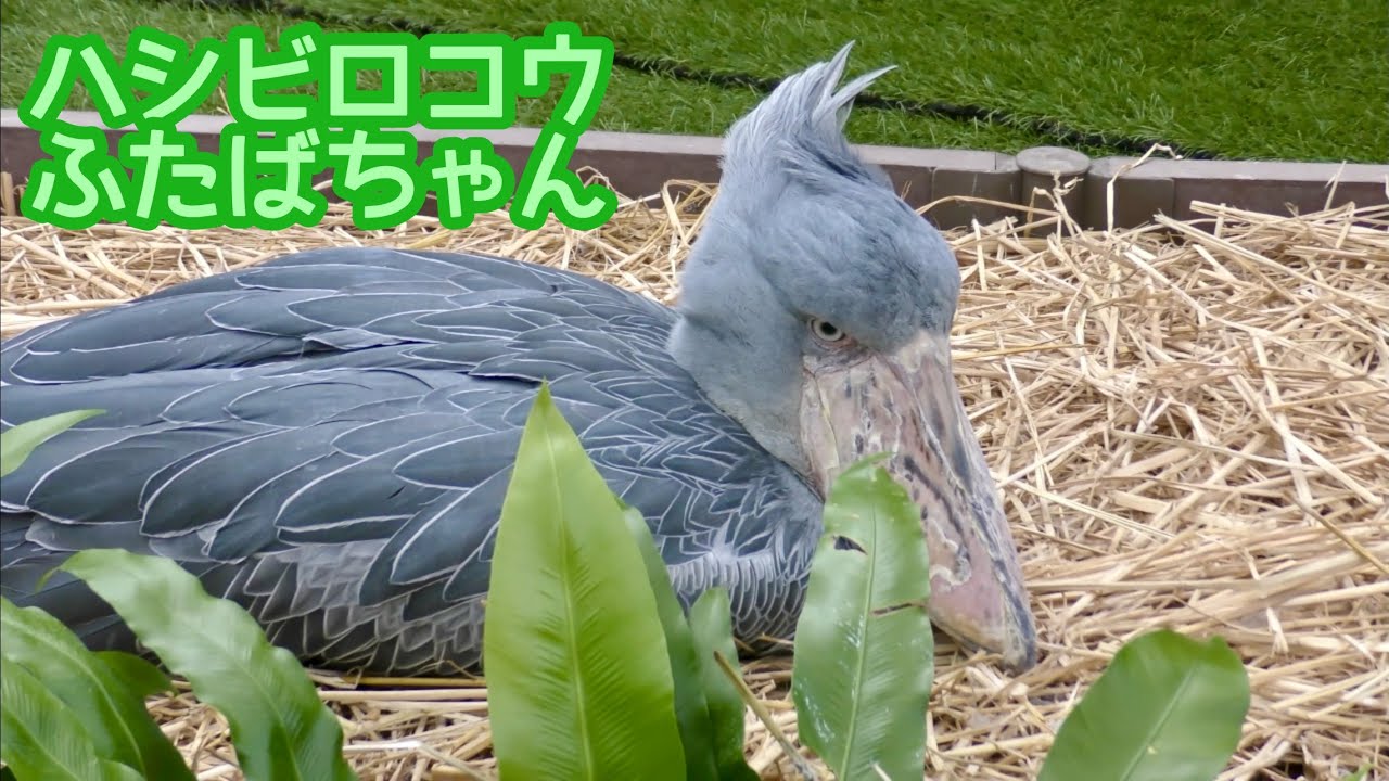 ハシビロコウ ふたばちゃん 藁の上でお座りしています【掛川花鳥園 ハシビロコウ ふたばちゃん 藁の上でお座りしています【掛川花鳥園