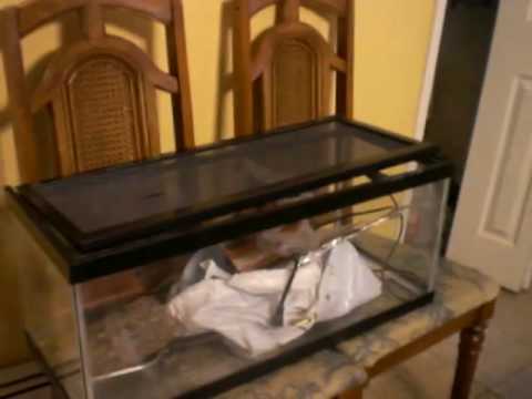 geckos for sale I Got Free Reptile stuff!