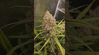 OG Kush Auto Day 80 Fastbuds 🌲🔥