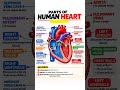 Parts of human heart || quick revision