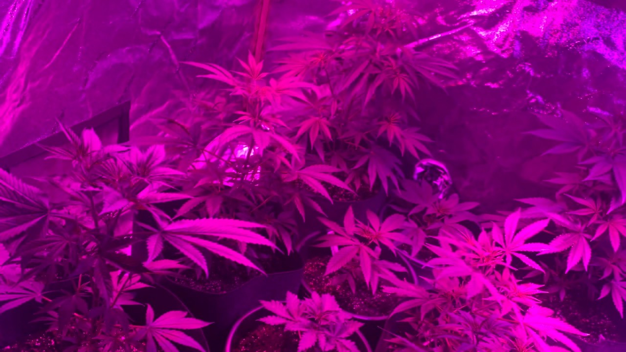 Blueberry x headband, Hindu Kush,GDP, Cherry Lime Haze, and some randoms