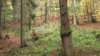 Reh Tot Auf Einer Drückjagd