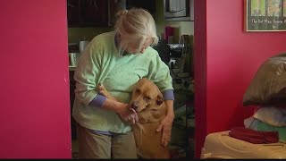 Pitbull gets second chance at life as a therapy dog