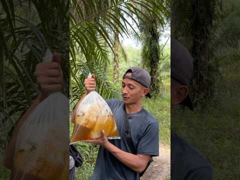 Sekantong penuh madu #shorts