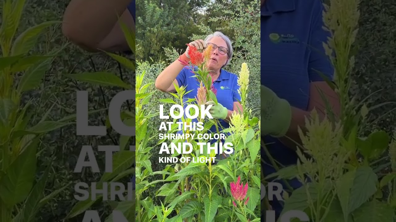 Many flowers I grow may seem everyday, that's the point. My business was built on everyday flowers