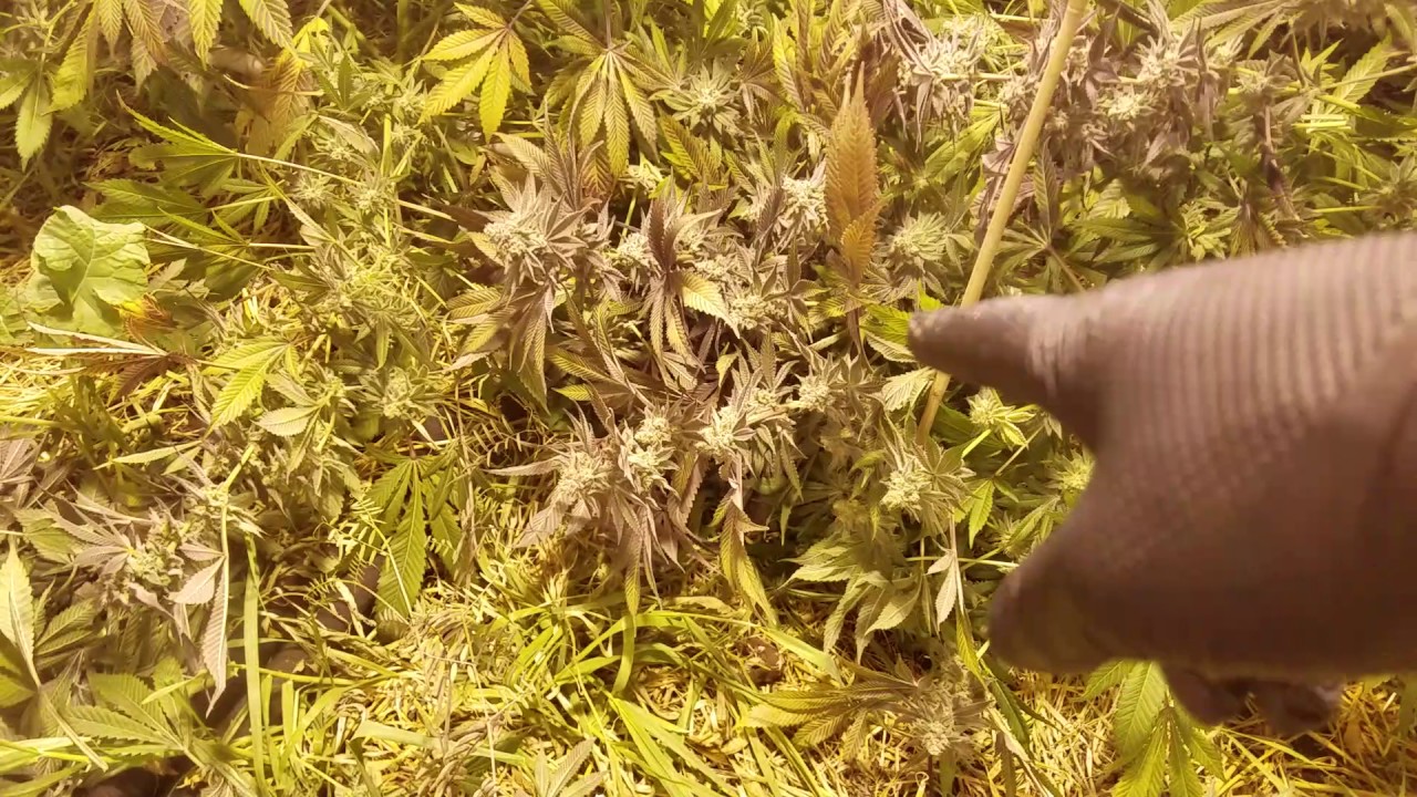 4th Cycle Notill Beds: Blue Magoo harvest!