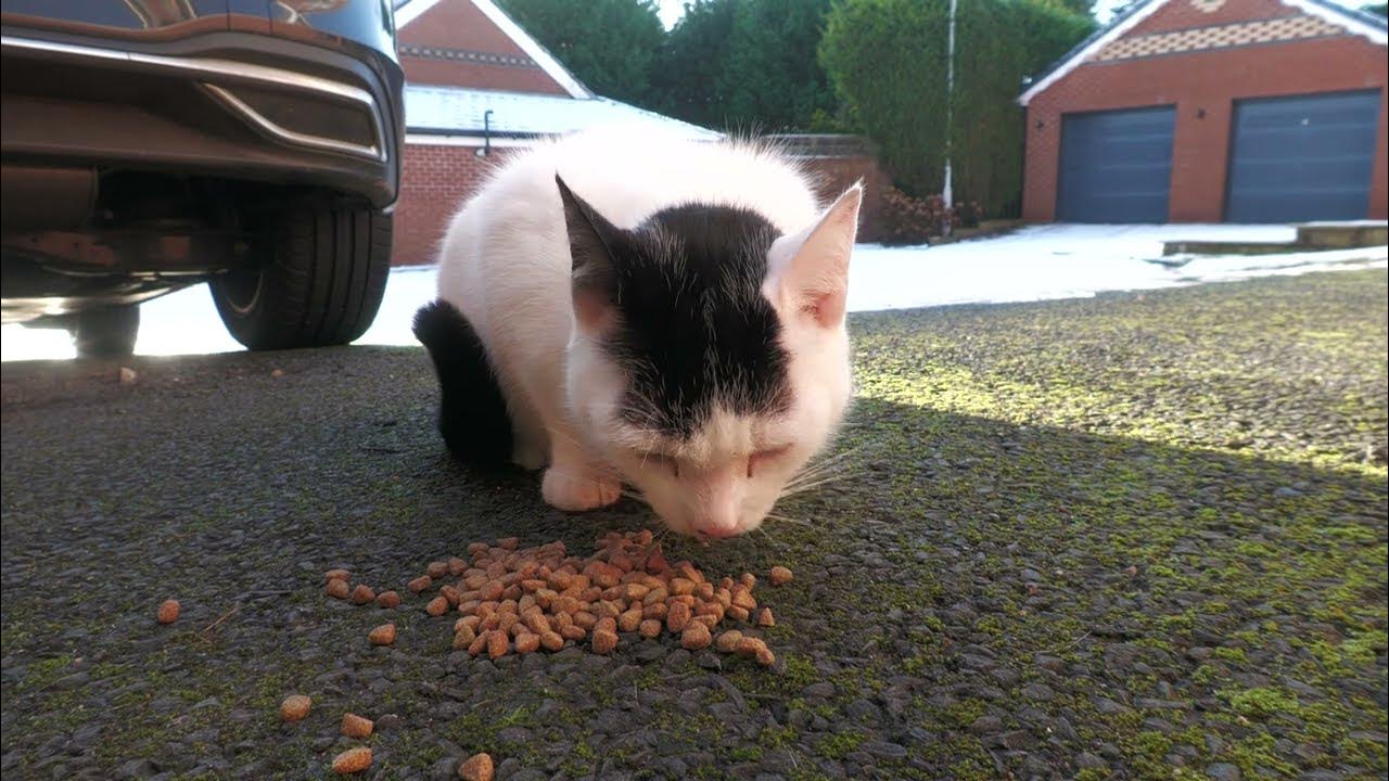 Feeding my neighbours cat YouTube