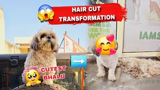 My Dog Haircut Transformation ✂️😱  | Shihtzu Dog Hair Cut