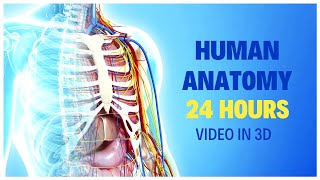 Download Lagu Human Organs in the Body | 24 Hours to Master HUMAN ANATOMY MP3