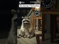 Die besten Flachwitze 😂 #witzig #tiere #funny #memes #ai