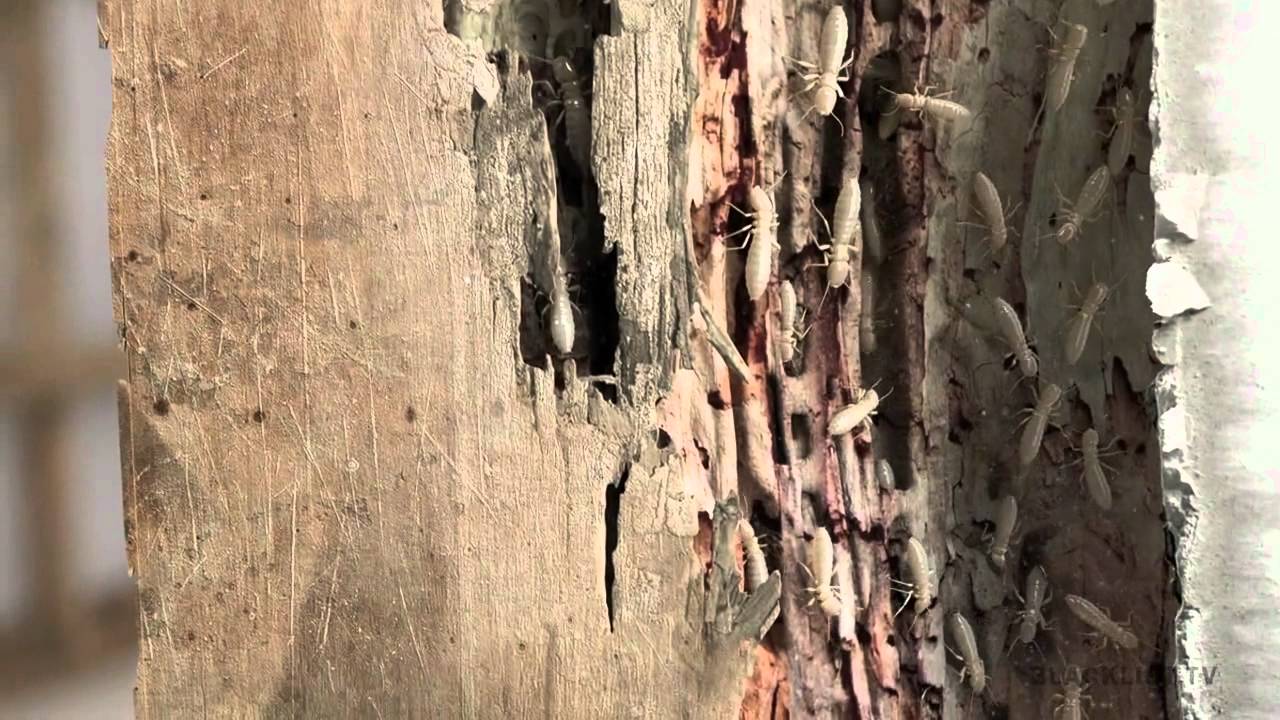 Terminix: Beams - YouTube