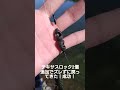 【deps】テキサスロック2個追加の4個で自家製スプリットショットリグ10gの完成🤗【バス釣り】【バルビュータ】