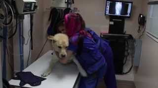 Welcome to Christensen Animal Hospital