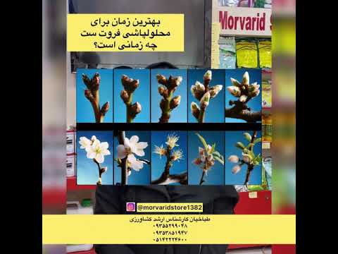 بهترین زمان محلولپاشی فروت ست