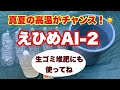 混ぜるだけ真夏なら簡単に作れちゃう！【えひめAI 2】2次培養して大量生産！