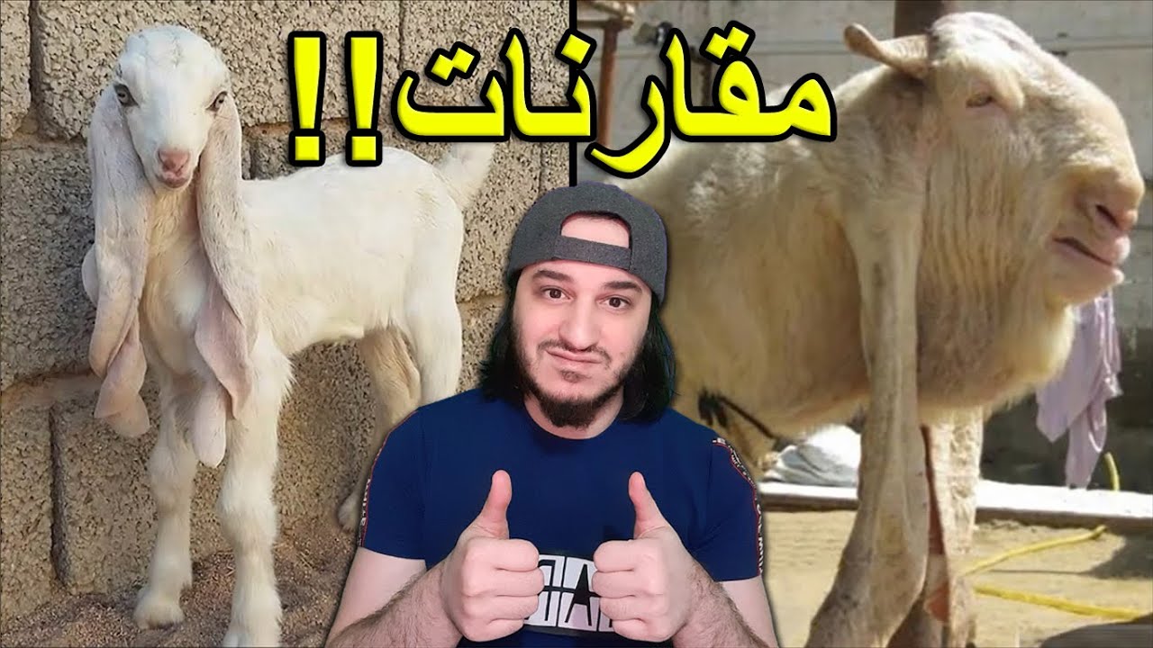 مقارنات لأحجام و أشكال بطريقة رهيبة 🐳🌍