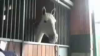 Hippica vs Nature - Le silence des Chevaux