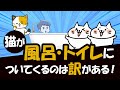 猫は水嫌いなのにお風呂やトイレについてくるのは5つの理由がある!その訳を解説