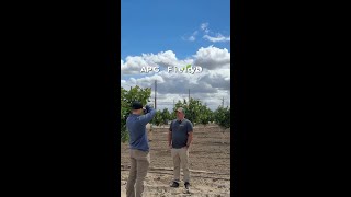 American Pistachio's with WiseConn Automation