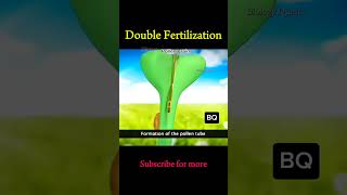 Double Fertilization: A Unique Feature of Angiosperms #biology #animationshorts #animation #shorts Double Fertilization: A Unique Feature of Angiosperms #biology #animationshorts #animation #shorts