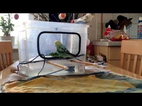 wellensittiche-im-badehaus.