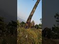 The beauty of pahad 🌺🌳#instagram #youtubeshorts #shorts #nature #love #cute #youtube