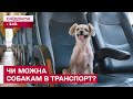 Собаки в транспорті: норма цивілізації чи порушення правил?