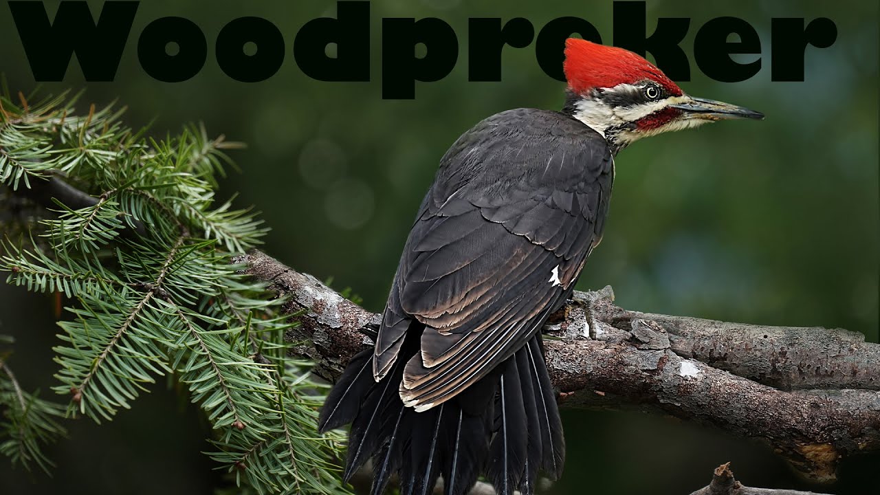 Most beautiful woodpecker in the world | most rare woodpecker | most colorful woodpecker