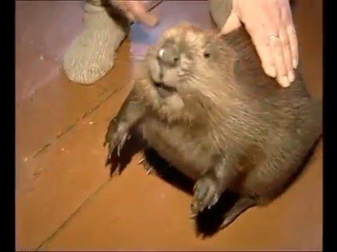 Квадрабоберы видео. Бобёр семён. Квадрабоберы видео. Плотина бобра. Плотина бобра.