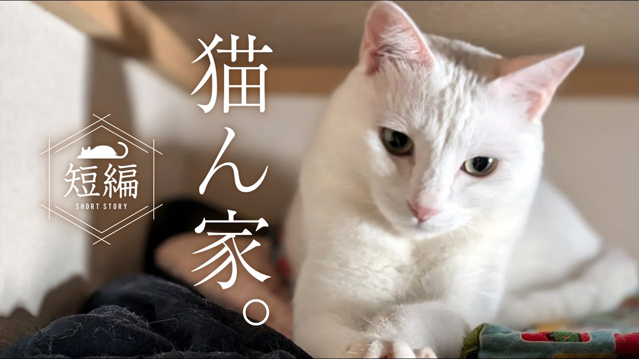 白猫との再会。 - YouTube