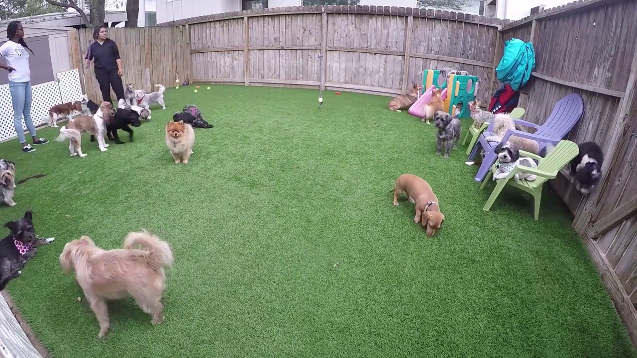 100 CageFree Doggie Daycare in Houston, Tx YouTube