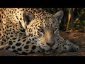 Jaguars &amp; Amazing Wildlife of Brazil&#39;s Pantanal | 4K | Brazil | Wild Travel | Robert E Fuller