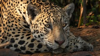 Jaguars & Amazing Wildlife of Brazil's Pantanal | 4K | Brazil | Wild Travel | Robert E Fuller