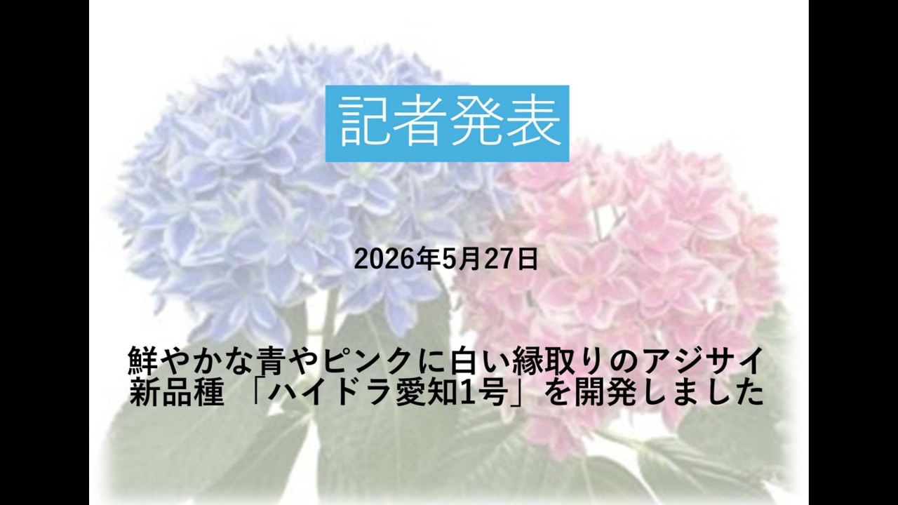 記者発表：鮮やかな青やピンクに白い縁取りのアジサイ新品種「ハイドラ