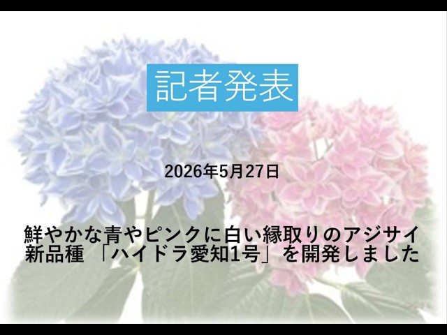 記者発表：鮮やかな青やピンクに白い縁取りのアジサイ新品種「ハイドラ