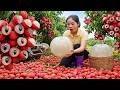 Harvest 1000+ Kg Of White-Fleshed Lychee Goes to market sell | My Daily Life