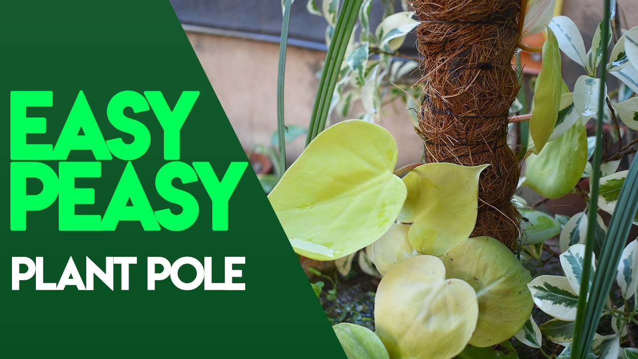 How to Make Plant Support Pole Easy Peasy Episode 4 YouTube