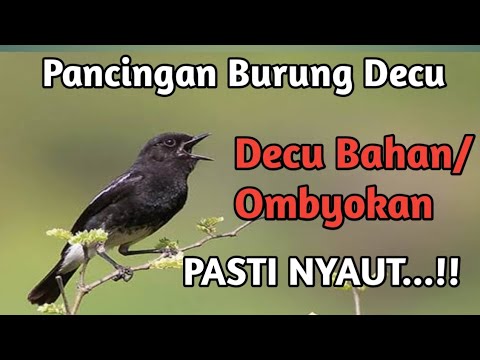 Suara Burung Decu || Pancingan Burung Decu Bahan, jamin Nyautt...