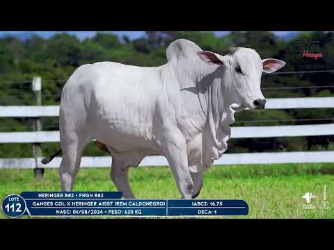 LOTE 112