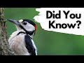 Things you need to know about GREAT SPOTTED WOODPECKERS!